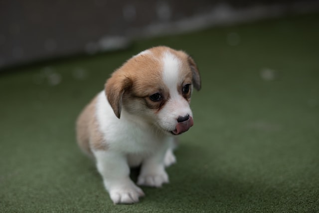 コ－ギ－の子犬の写真